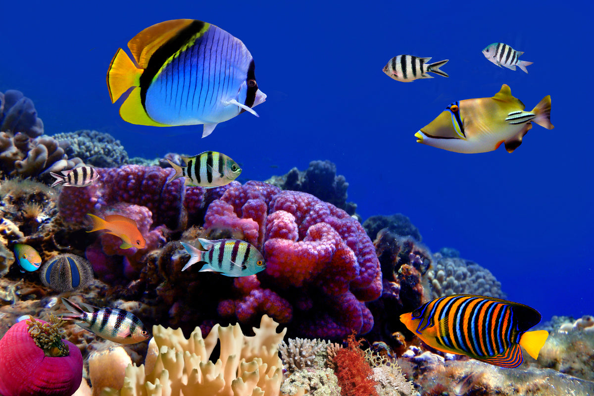 photo-wallpaper-world-of-fish