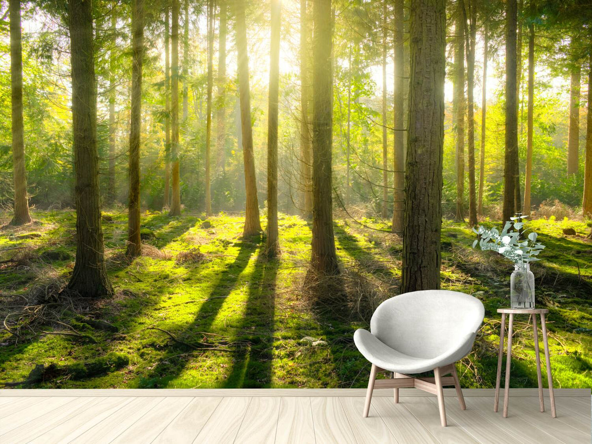 photo-wallpaper-in-the-middle-of-the-woods