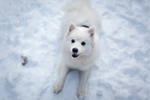 photo-wallpaper-dogs-joy-in-the-snow