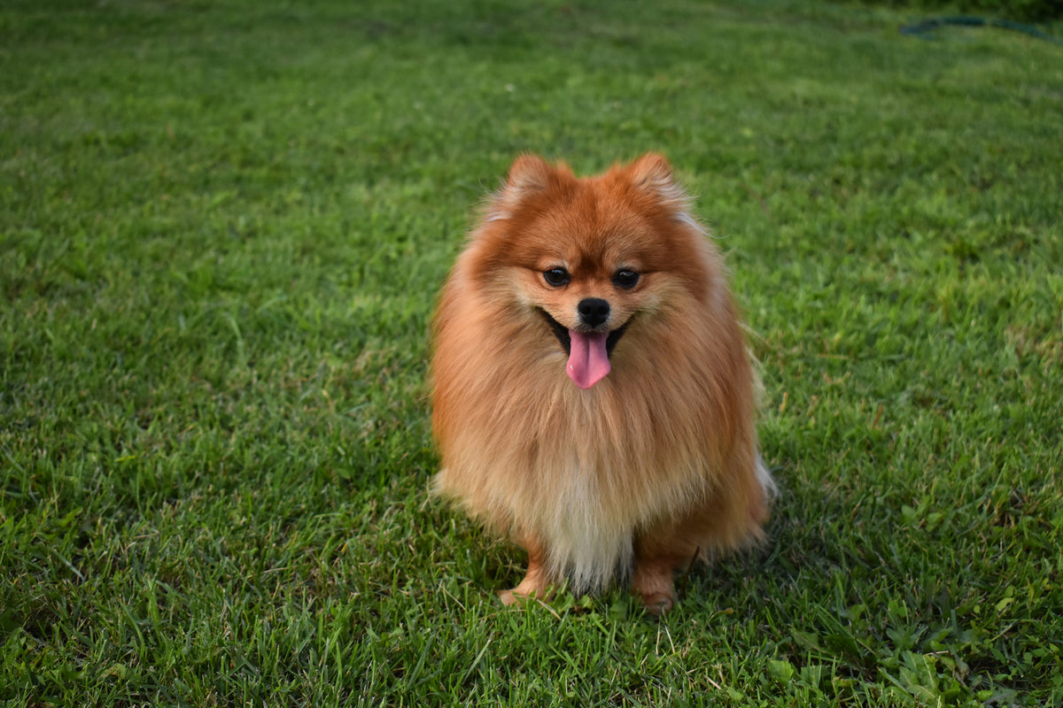 photo-wallpaper-the-little-spitz