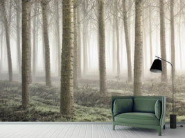 photo-wallpaper-small-woodland