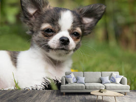 photo-wallpaper-chihuahua-to-fall-in-love